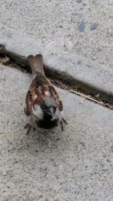 sparrow5