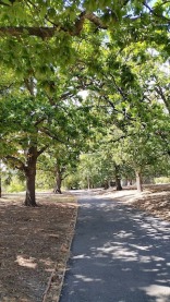 treelined avenue