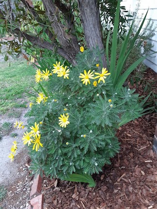 yellow daisies bentleigh