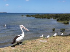 pelican with mudflats