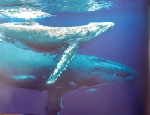 majestic whales