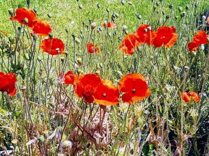 wild poppies in parkdale