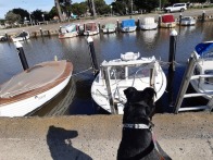 josie intrigued by boats