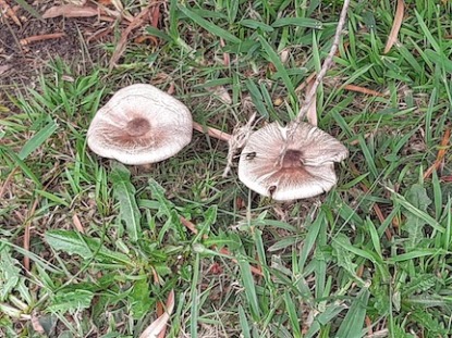 mushrooms on nature strip